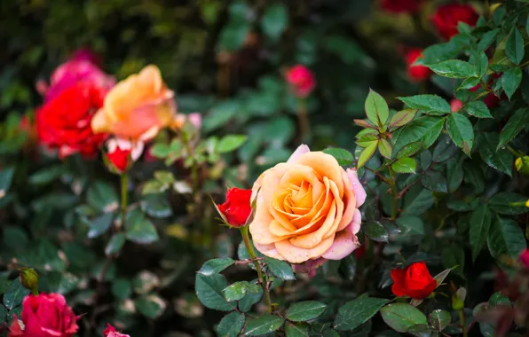 Picture flowers, yellow, red, roses, petals, buds, the bushes