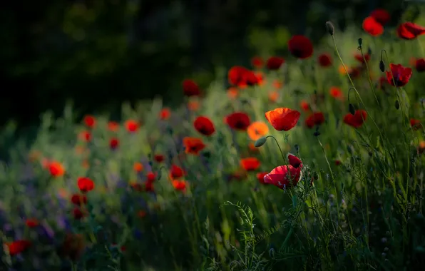 Summer, flowers, Maki, red, blue, cornflowers, poppy field