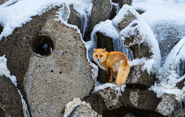 Picture winter, snow, stones, Fox, concrete, hole