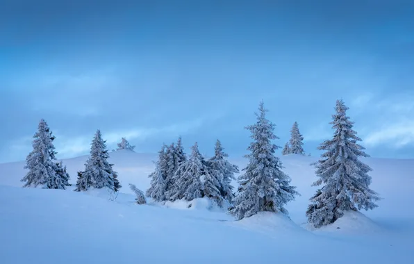 Picture winter, forest, clouds, snow, nature, hills, in the snow, ate