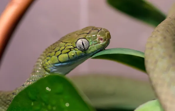Eyes, macro, green, snake, boiga