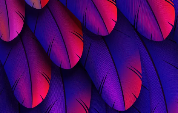 Picture colorful, feather, abstract 3D