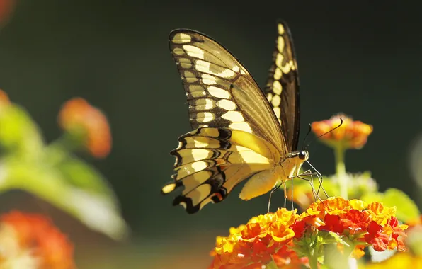 Picture flower, nature, butterfly, wings, insect, moth