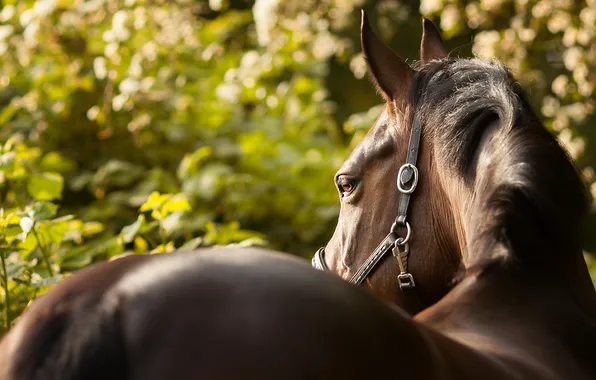 Summer, nature, horse