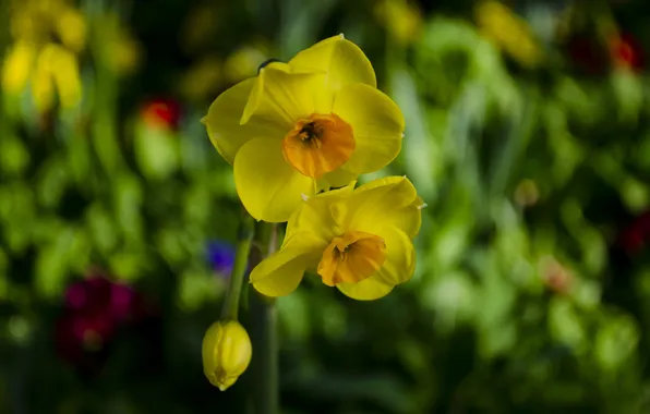 Picture Bud, bokeh, Narcissus