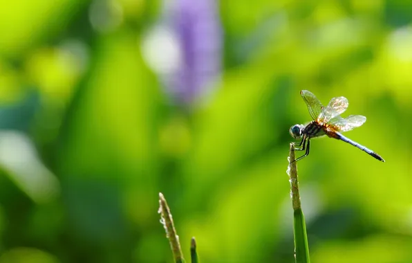 Picture green, background, Wallpaper, dragonfly