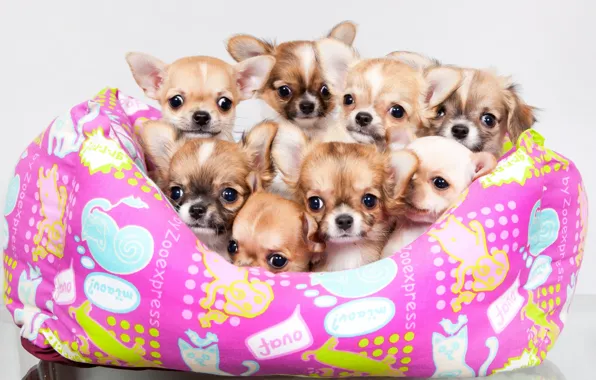 Puppies, a lot, Chihuahua, cute