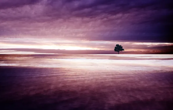 The sky, clouds, tree, stars