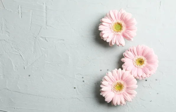 Picture background, pink, gerbera