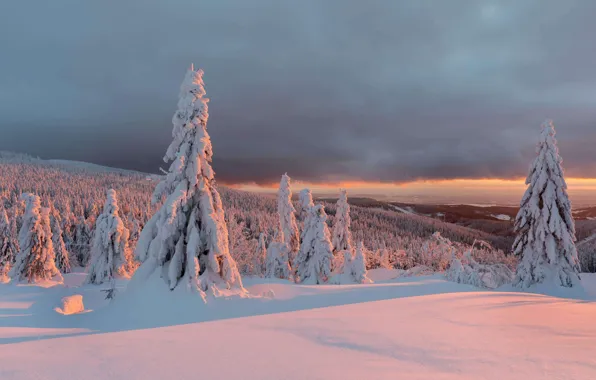 Picture trees, France, snow, winter