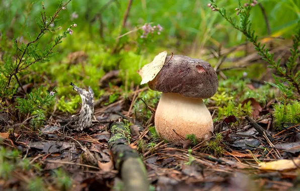 Mushroom, moss, Borovik