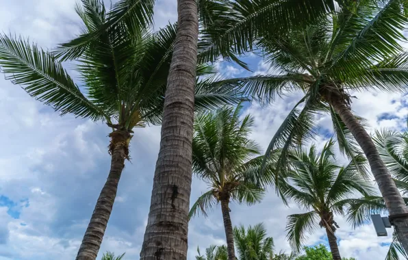 Beach, the sky, palm trees, beach, sky, crown, palms, tropical