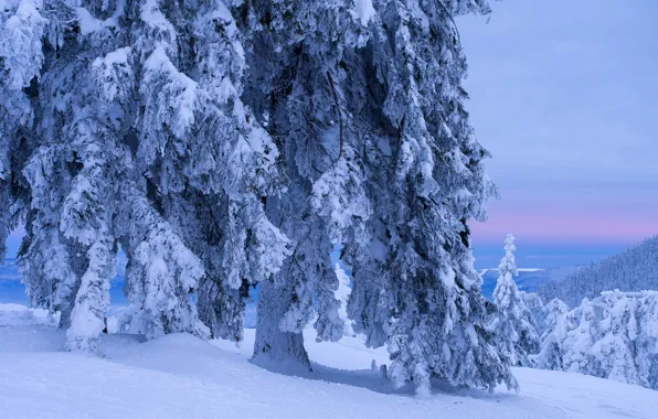 Picture winter, snow, nature, tree, frost