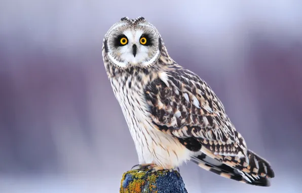 Picture winter, eyes, look, owl, bird
