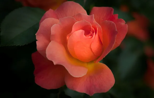 Picture macro, rose, petals, Bud