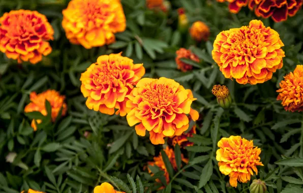 Macro, flowers, orange, flowerbed, marigolds
