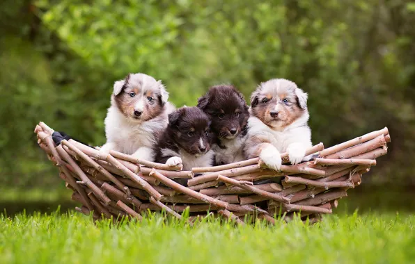 Greens, dogs, grass, nature, background, basket, glade, puppies