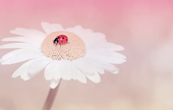 Picture flower, nature, ladybug