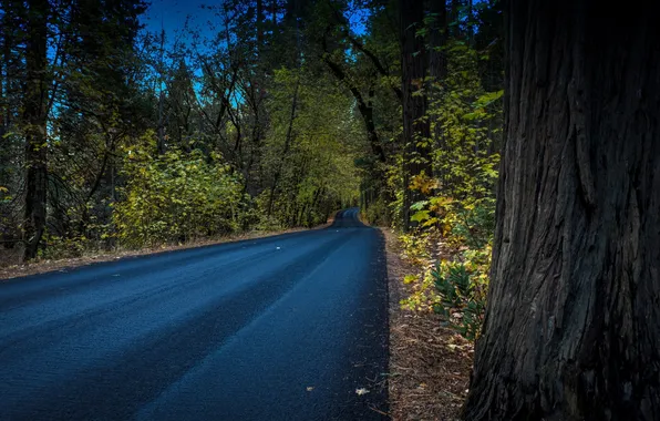 Road, autumn, forest