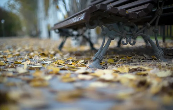 Leaves, the city, street, bench