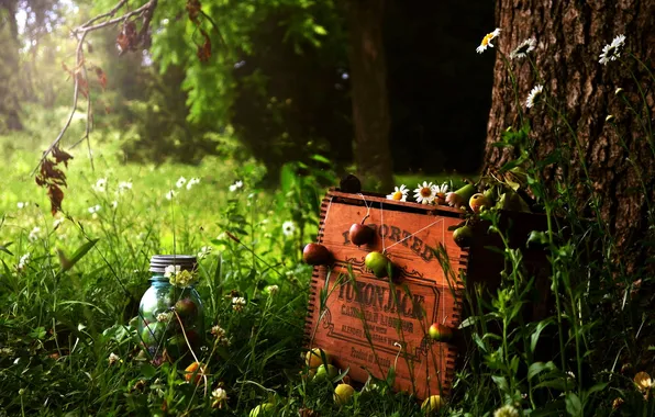 Picture summer, tree, apples, box