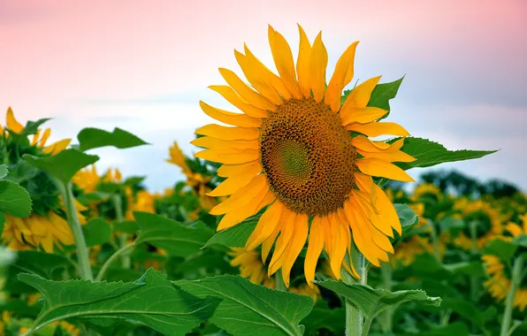 Picture field, flower, the sky, leaves, sunflower, petals
