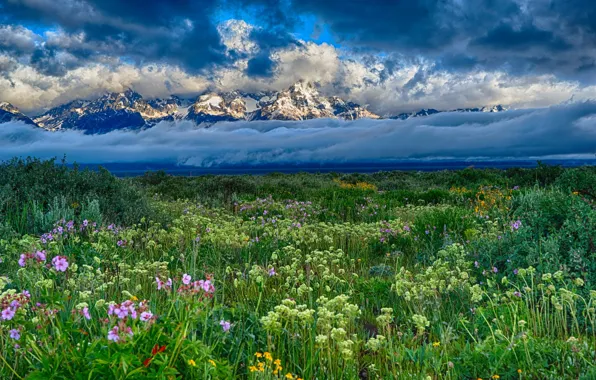 Picture field, clouds, snow, landscape, flowers, mountains, nature