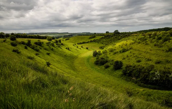 Greens, field, grass, trees, hills, the slopes, meadow