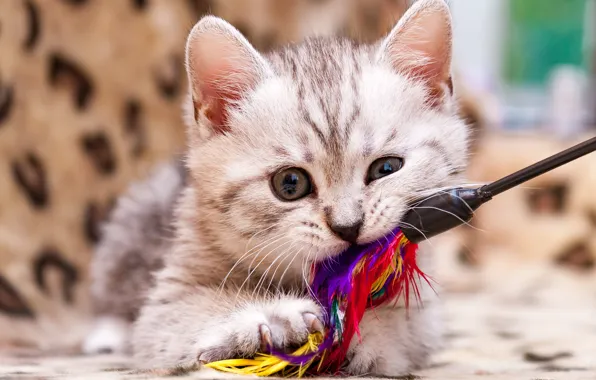 Picture cat, toy, the game, feathers, kitty, face