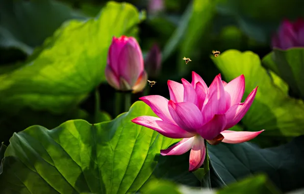 Greens, flower, leaves, light, flowers, insects, bright, nature