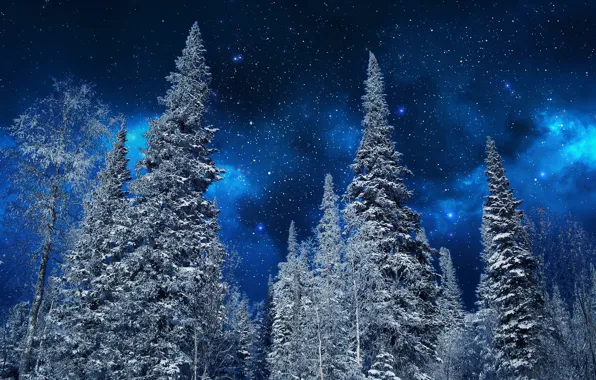 Winter, the sky, snow, trees, night, nature, stars, ate