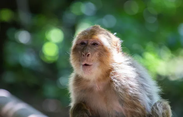 Look, face, light, background, portrait, monkey, monkey, the expression