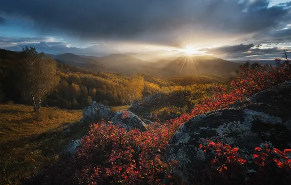 Autumn, forest, the sky, the sun, clouds, rays, light, trees