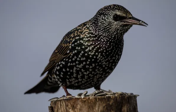Nature, bird, beak, Starling