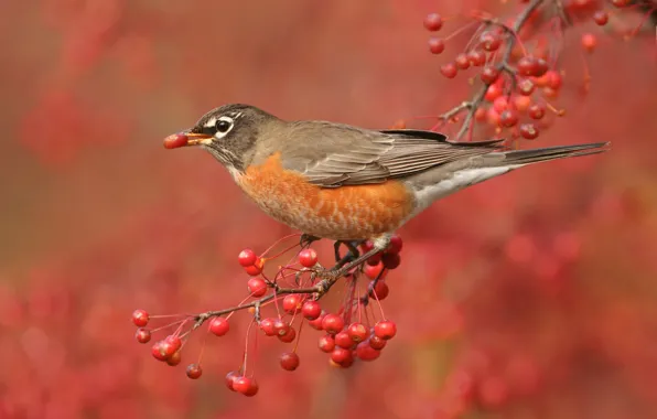 Branches, nature, berries, bird