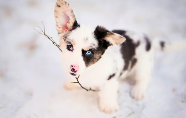 Picture look, branch, puppy, ears, face, doggie