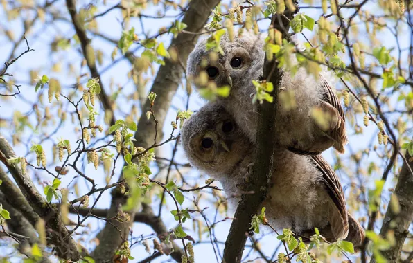 Look, birds, branches, tree, owl, spring, leaves, owls