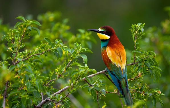 Branches, bird, European bee-eater, Valery Chernyak