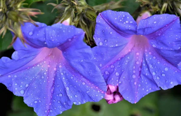 Drops, pair, bindweed