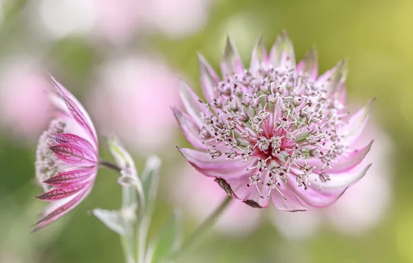 Macro, plant, exotic, Astrantsiya