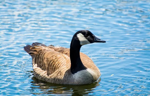 Bird, ruffle, neck, pond, goose
