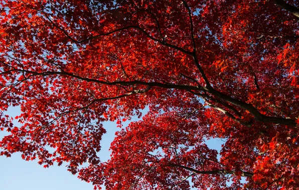 Autumn, the sky, trees, red, nature, sprig, listia