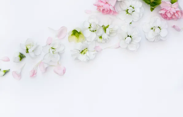 Flowers, background, bouquet, frame, Flowers, bundle