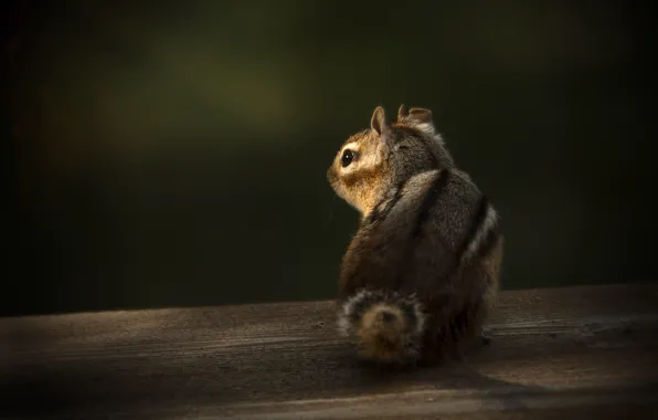 Picture light, the dark background, Chipmunk, rear view