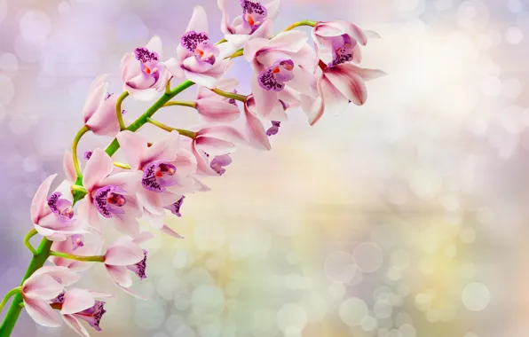 Flowers, branch, Orchid, flowers, orchid