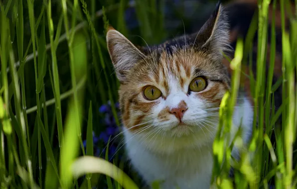 Picture cat, grass, look, face, light, nature, pose, portrait