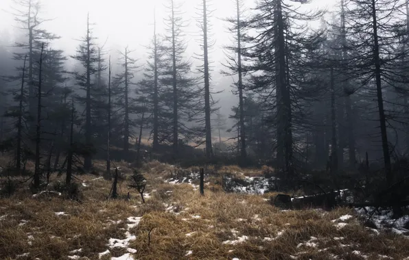 Picture forest, trees, fog