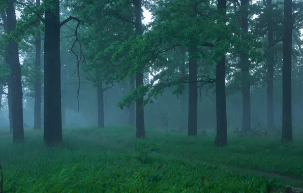 Greens, forest, grass, trees, fog, branch, morning, haze