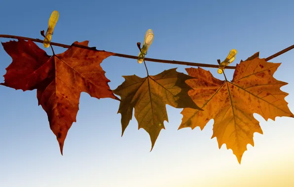 Picture autumn, leaves, nature, maple, clothespins