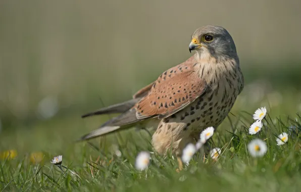 Picture summer, flowers, bird, glade, spring, Falcon, Kestrel